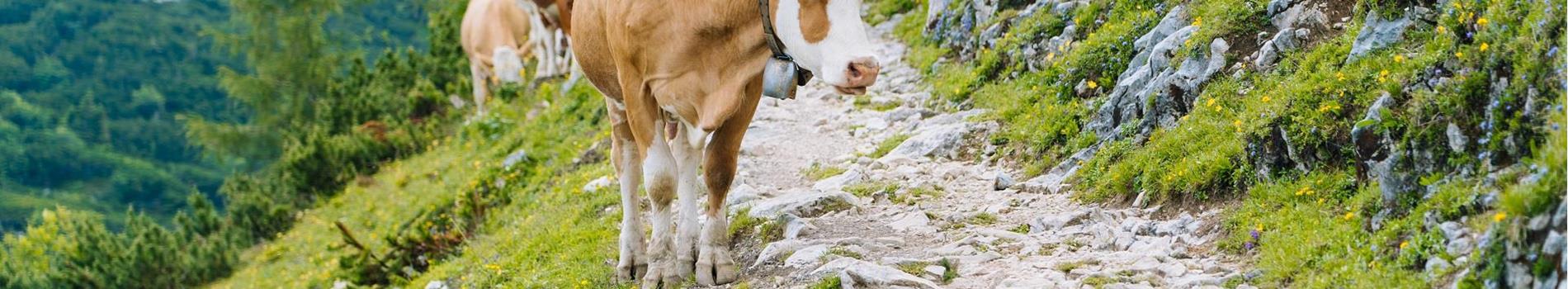 Cows on the mountain pasture